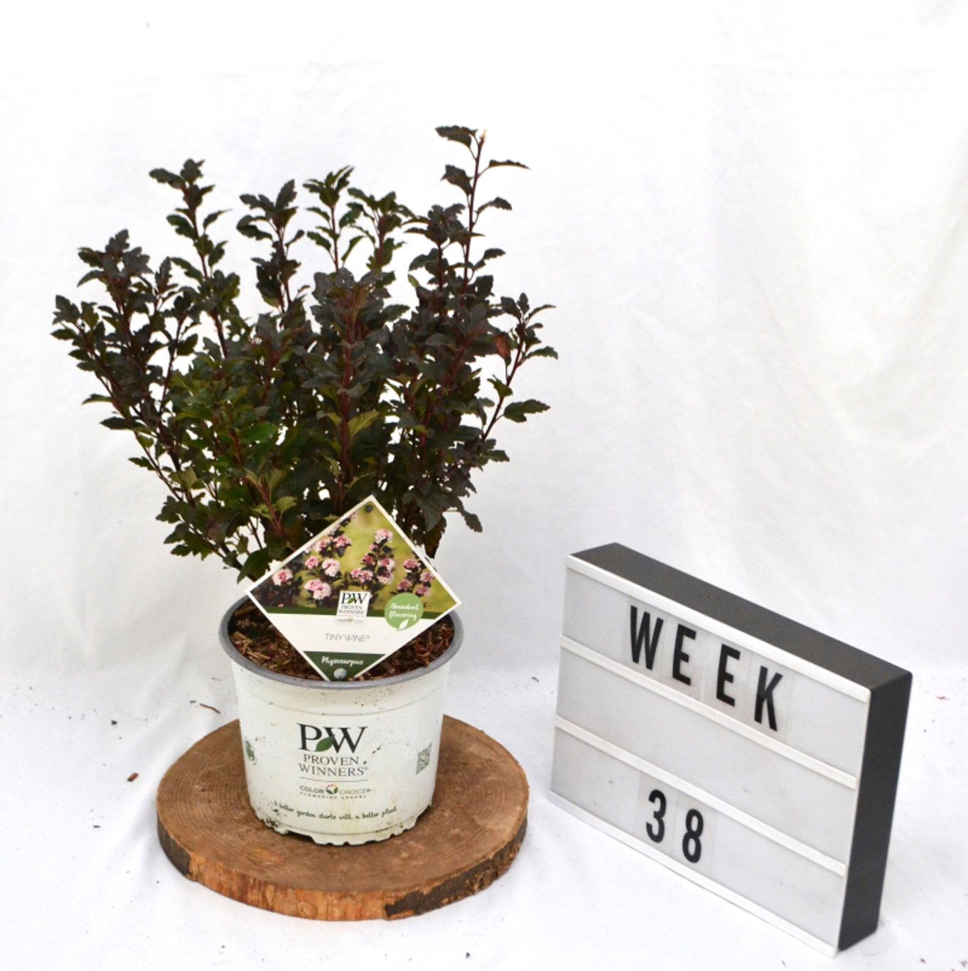 Physocarpus opulif. 'Tiny Wine'® - C3 20-40 CM